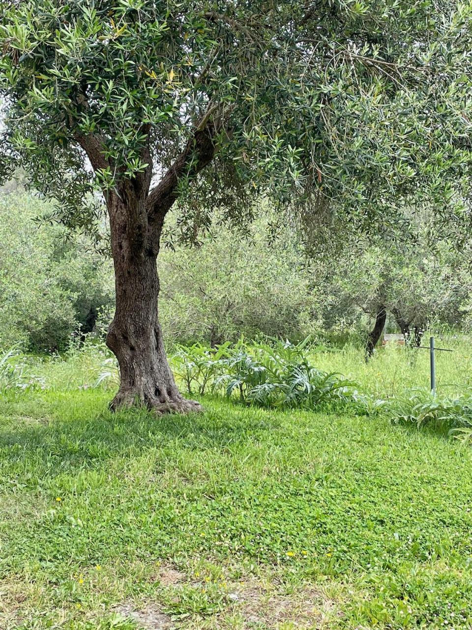 Kassopia Serenity Place * Lefkímmi